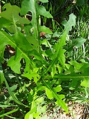 100 Wild/Opium Lettuce Seeds(LactucaVirosa)Medicinal Edible Plant.US grown seeds