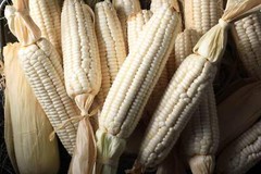 100 COUNTRY GENTLEMAN WHITE CORN Sweet Heirloom Zea Mays Vegetable Seeds *FlatSH